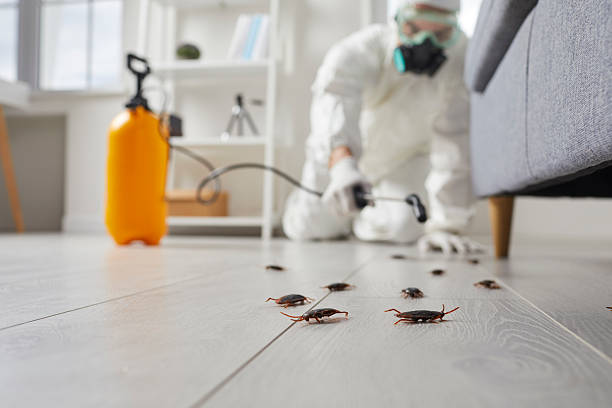 Commercial Rodent Management in San Mateo